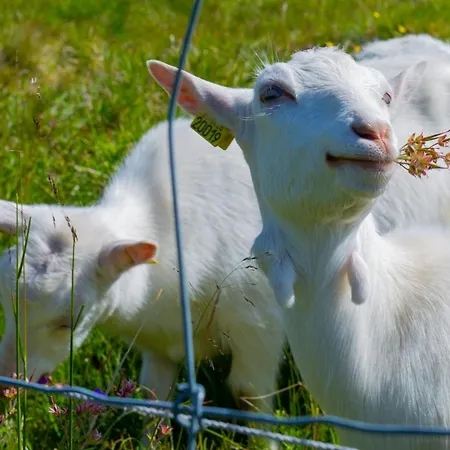 Casa de Férias Family-friendly With Stunning Outdoor Access